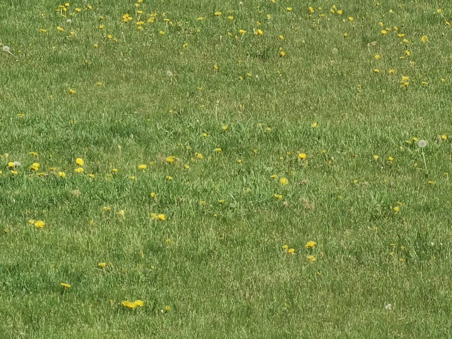 Nature Conservancy of Canada endorses No Mow May program Turf RecTurf Rec